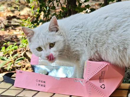 咪咪们和这首歌好搭呀 #阿米嘎蒂朵喵喵歌 #流浪猫 #可爱的小猫咪