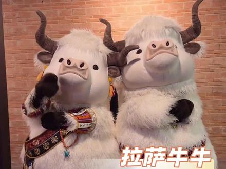 拉萨牛牛下次直接全国巡跳吧!#在河南万岁山偶遇拉萨牛牛 #河南 #拉萨牛牛