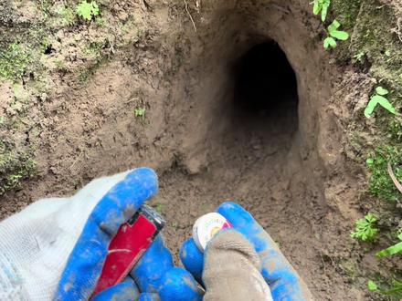 农田灭鼠神器!辣椒放“AK47”中点燃插入鼠洞,害鼠一一投降#灭鼠 #乡村军仔 #军仔抓老鼠 #驱鼠