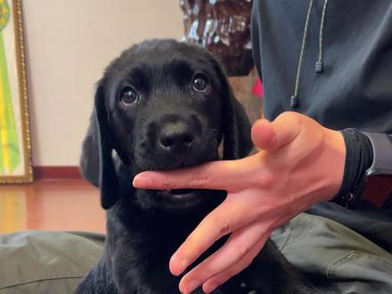 小黑又是谁的梦中情狗呢?#拉布拉多 #二狗挑狗 #狗 #宠物知识 @抖音小助手