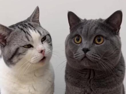 #AI猫咪的薪资谎言 #随变ai随便玩 妈妈一个月的工资是多少