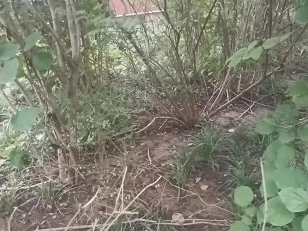 蘑菇和小草的区别#身边的生物知识#自养和异养#寄生和腐生#生产者和分解者