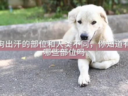 狗出汗的部位和人类不同,你知道有哪些部位吗