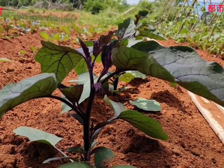 都市农民老刘:茄子初花期管理是关键、把握时机、可丰产
