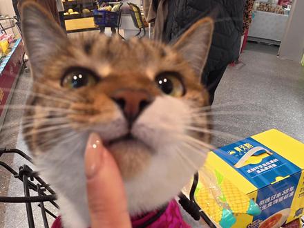 过年东西吃太快了!带小手办和外婆去盒马补点货 #猫咪vlog #盒马 #社牛猫