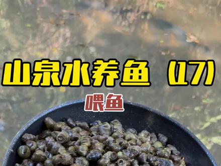 搞八斤田螺喂青鱼,用笼子放鱼苗到竖井里养!#山泉水养鱼 #竖井
