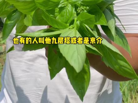 大叶罗勒味道好品种佳!你也可以种些!#荆芥 #罗勒 #抖音热门