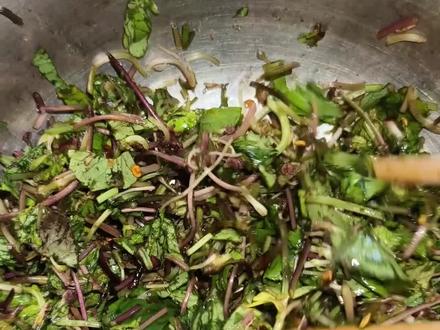 吃的野菜名为马蹄菜又叫积雪草,微苦回甘,是草是药也是美食…………#记录真实生活 #我的乡村生活 #vlog日常 #真实生活分享官