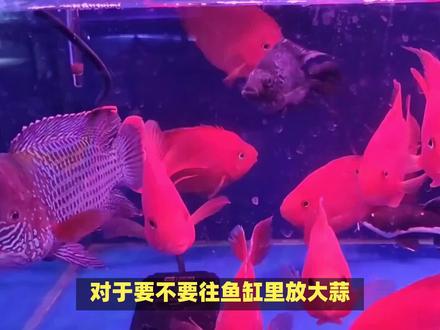 为什么说鱼缸里放大蒜弊大于利?#观赏鱼 #养鱼日记 #内容启发搜索 #佩特汪