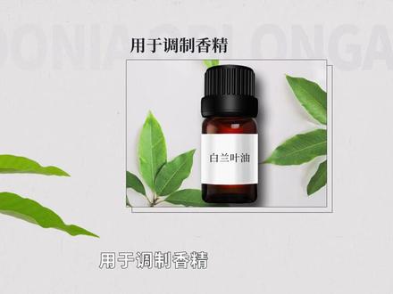白兰——寓意“纯洁的爱”