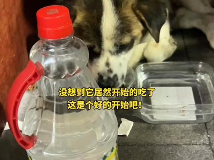 #流浪狗救助 #狗狗被撞 #动物保护法立法 希望动物保护法成立!