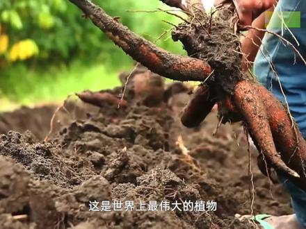 饥荒年代的救命粮木薯,如今仍然被广泛的种植! #木薯 #来抖音学农技 #农业种植