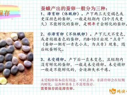 🏫龙韵幼儿园🏫
爱思贝湖畔幼儿园
2022年书香阅读节系列活动“我和我的蚕宝宝”第1⃣️8⃣️天。
👩🏫今日小课堂《我是养蚕小能手2》
活动目标:
✅回顾蚕卵的孵化以及不同的保存方式,了解蚕宝宝的喂养方式。