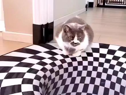 #宠物用品 #好物分享#3D眩晕地毯#测试猫咪智商#猫咪的日常 #@短腿的帕格尼尼