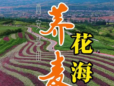 📍西安蓝田|绝美荞麦花海!免费!车程 1h+ 西安蓝田荞麦岭,初夏时节荞麦花已全面盛开。
微风携着花香而来,秦岭相伴,氛围感直接拉满,随手一拍都是治愈系大片,快将美好定格在这片山野之间吧。
导航:蓝田县九间房镇荞麦岭景区
西安市区出发,走高速可选择G40沪陕高速,用时最短;或G70福银高速,用时稍长但免费。
我建议走后者G70福银高速,在白鹿原收费站下高速,再途经一段312国道和107省道(即关中环线)抵达九间房镇,全程预计一个多小时。
景区免费入园,停车收费10元。目前正值盛花期,周末景区入口会拥堵。进入后沿着路一直朝上开再停车会好一些,或者不进景区停车,绕行周边村庄也可步行前往。
个人建议错峰晚些抵达,人少的同时,能像我上个视频里一样,拍到唯美夕阳和荞麦花海同框。
赶紧约上朋友出发吧!
#西安周边游 #西安周末好去处 #蓝田 #蓝田荞麦岭 #西安同城