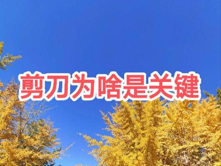 剪刀倒地咋回事???? 剪刀#山西杀狗#李圣律师#