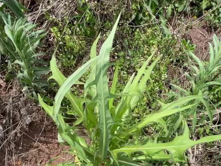 你们那边怎么叫呢?#野生植物科普 #尿毒草 #野菜