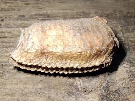 【卵鞘】昆虫用来保护虫卵的屏障 #昆虫世界