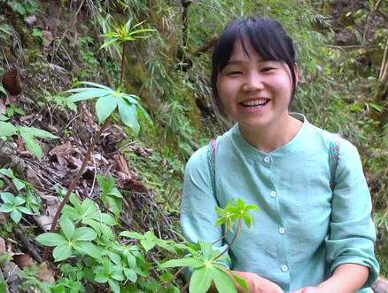 今天上山挖野菜的路上意外发现了100多株纯野生的七叶一枝花,简直高兴坏了#野生药材#客路故乡 #陕西岚皋村BA #岚皋村BA #中国岚韵