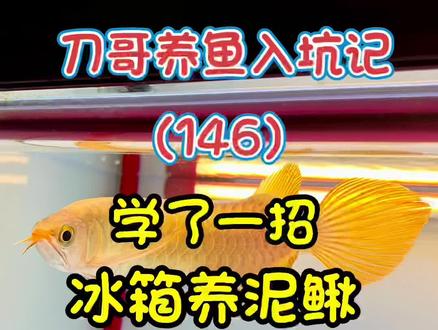刀哥养鱼入坑记(146)学了一招,冰箱养泥鳅。 #养鱼养心 #水族 #刀哥养鱼入坑记 #观赏鱼 #养鱼人 #水族爱好者 #新手养鱼 #养鱼日记