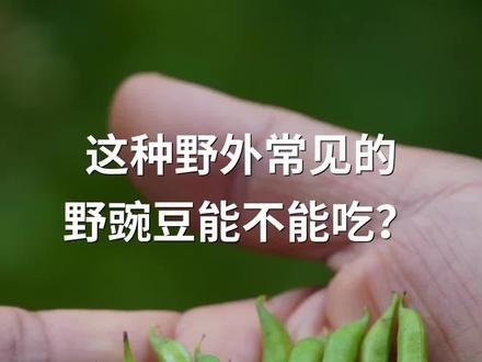 这种野外常见的野豌豆能不能吃?#植物科普#自然奇境科普季#野豌豆#救荒野豌豆