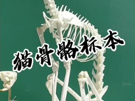 保持关注,以后有空了再做个猫全身骨架与博切恩头骨结合的#骨骼标本 给你们看看。
