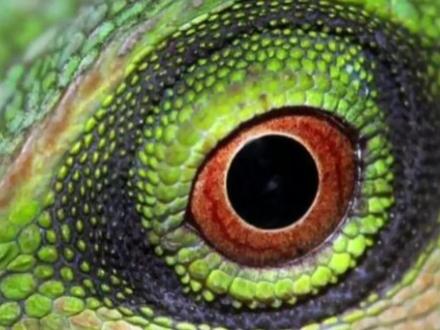 鱼是原始低等动物?这些鱼远比我们想象的聪明,绝对的高智商