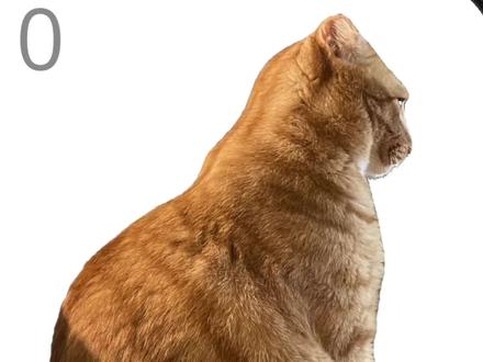 你们都梳了多少下!!?#给猫梳毛 #233乐园