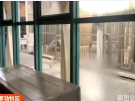 大熊猫白峰星怡已入住马来西亚国家动物园熊猫馆