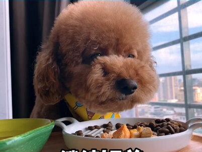 原来布丁已经七岁了… #宠物日常vlog #泰迪