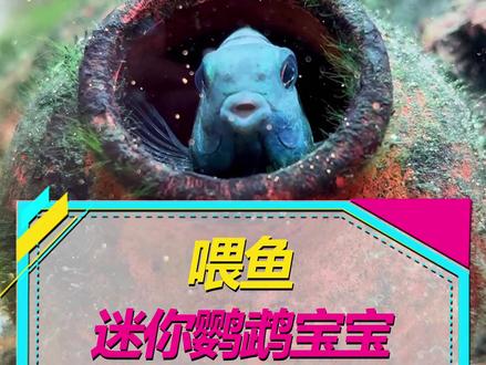 我给小鱼喂饭,鱼爸竟然喂粑粑?#迷你鹦鹉鱼 #水族 #养鱼日记