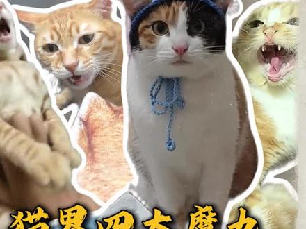 猫界四大魔丸#超级无敌大开门 #哈基米 #宠物成精啦 #蒸蚌