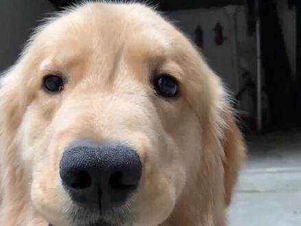 汪汪汪我可是杏仁眼,不是绿豆眼!#金毛 #宠物