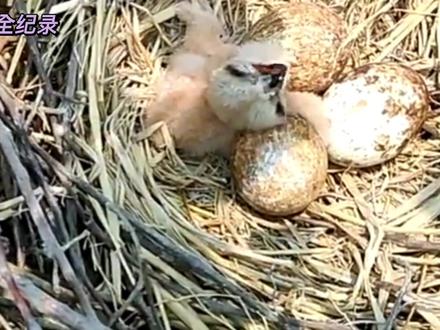 告诉大家一个好消息,我们又发现了一个黑翅鸢的巢穴,第一只幼鸟已经出壳了#万物皆有灵性 #鸟类 #黑翅鸢育雏 #动物世界