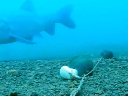 #钓鱼 #钓大物 #钓青鱼 发布一个青鱼水下吃食过程的视频,方便大家在钓大物的时候抓口。准备了一个钩挂的是玉米,两个钩挂的是螺丝。视频中青鱼先吃的玉米,建议打窝螺丝和玉米一起打。钓的时候上钩挂玉米,下钩挂螺丝。具体根据个人喜好和习惯来操作。