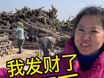 第144集 东北地窨子生活 乌苏里江边饶河农场木耳段种植基地,场面壮观! #黑木耳 #东北特产 #分享家乡特产#记录真实生活 #抖音涨粉丝上热门
