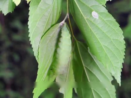 化蛹成蝶这么难吗,原来还有寄生蜂这种祸害 #好奇昆虫 #蚕蛹 #寄生蜂