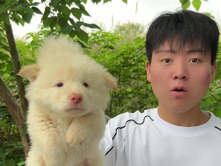 坚定帅气的小土松 #白土松 #土松 #土松犬