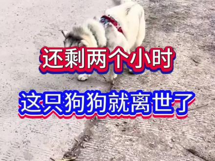 还剩两个小时,这只狗狗就离世了 #养狗经验分享 #狗狗心脏肥大 #狗狗健康 #狗狗心脏病