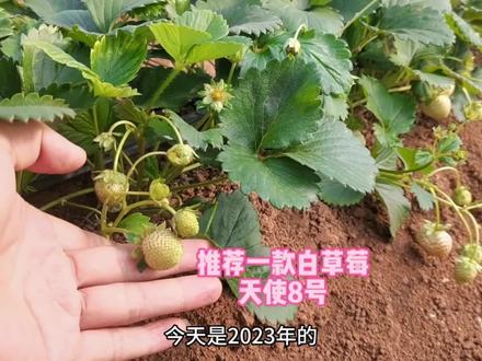 天使8号草莓在5月的表现,依然花果不断,我很喜欢#新农人计划2023 #草莓采摘园 #dou来一起种草莓