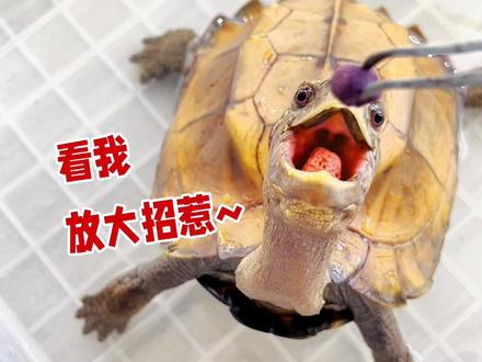锯缘养定后有多调皮?堪比黄缘龟!#锯缘 #黄缘闭壳龟 #养龟日常 #神奇的动物在抖音 #萌宠出道计划