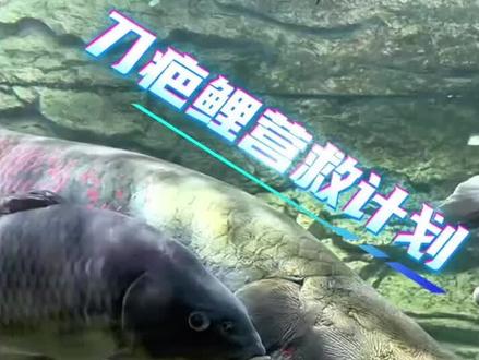 豆爸先生给刀疤鲤救场 #刀疤鲤 #观赏鱼#观赏鱼世界 @DOU+小助手