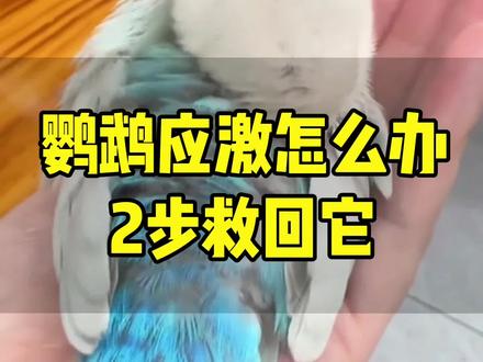 鹦鹉刚到家炸毛应激,2个方法救回它 #真实生活分享计划 #新手养鹦鹉 #鹦鹉饲养知识 #养鸟新手知识分享 #鹦鹉知识