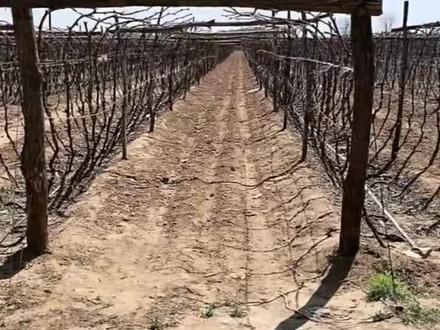 葡萄厂字架型讲解 #葡萄种植 #葡萄架型