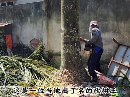 越南砍树工,巧妙用伐木技巧,让树倒向指定方向 #砍树工 #椰子树 #砍树技巧 #槟榔树