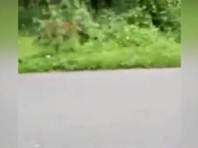 印度摩托车手突遭凶猛老虎追击,拼命加速死里逃生!