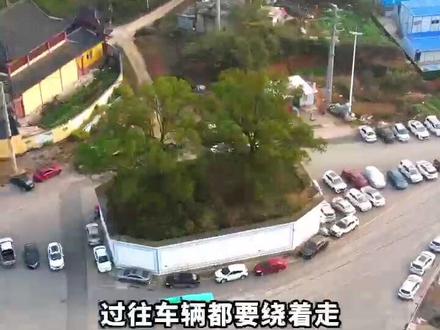 你见过2棵在一起的钉子树吗?为保护生态资源不被搬走,花了100多万变更道路线型#看山河 #跟着季节游中国 #古树 #道路#在黄石