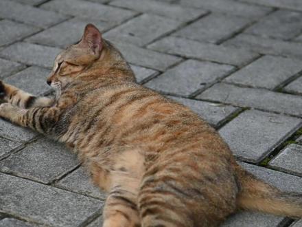 猫为什么会呜呜地叫? #养猫 #猫奴 #喵星球 #科普知识 #百科知识 #学习