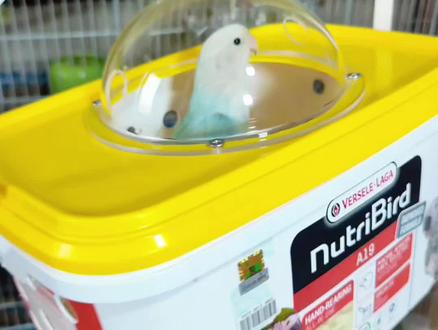 能刷到这个视频的人,我猜你家里一定也有这样的闲置奶粉桶吧,快来diy鹦鹉外带笼吧#萌宠推荐官 #强烈推荐 #自制鹦鹉外带笼 #鹦鹉奶粉桶改造 #手养牡丹鹦鹉