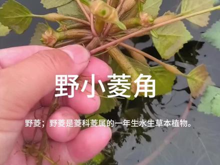 野小菱角苗、丢水里就能活 #水草造景 #水池 #水草 #生态环境 #池塘 #水草